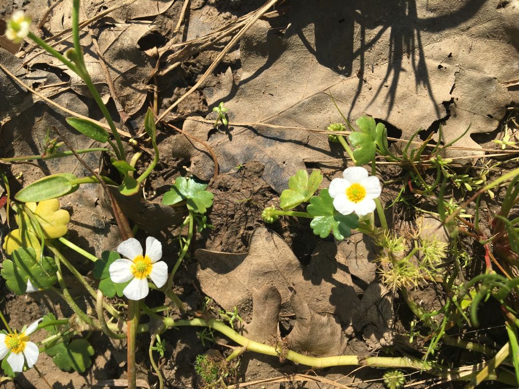 Ranunculus peltatus o aquatilis?